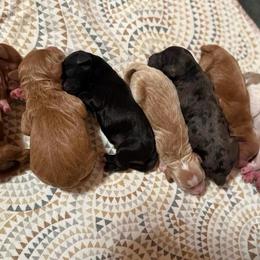 Gucci - Red  female Goldendoodle puppy in Pine Grove, California from Lundee Doodles