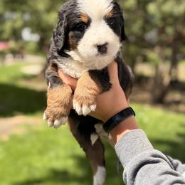 Aspen - Black rust and white female Bernese Mountain Dog puppy in New Haven, Indiana from Milan Berners