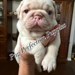 Buddy - White male Pug puppy in Lufkin, Texas from Pug Perfection Puppies
