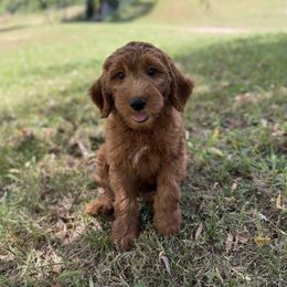 Holly - Red  female Goldendoodle puppy in Fayetteville, Arkansas from Mountain Grove Doodles
