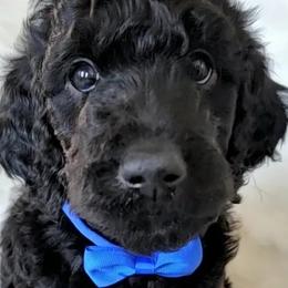 Abbott - Goldendoodle puppy in Peoria, Arizona from Sonoran Desert Doods