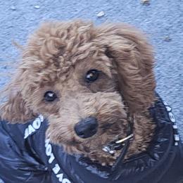 Fendi - Poodle