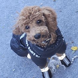 Fendi - Poodle