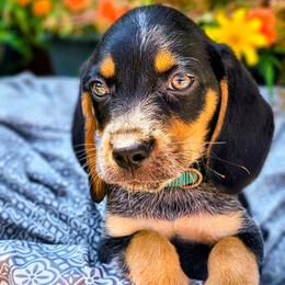Porter Wagoner - Black tan and bluetick male Beagle puppy in Robbins, Tennessee from Orange Mountain Basset Hounds & Beagles