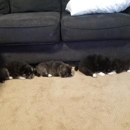 Pomsky Puppies from S and S Pomskies