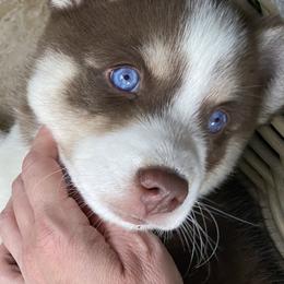 Pomsky Puppies from Pixie Pomsky