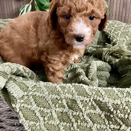 Goldendoodle Puppies from Abidoodles Florida