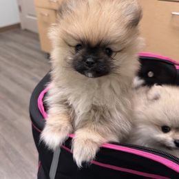 Girl 1 - Red sable female Pomeranian puppy in Southaven, Mississippi from Bougie Breeds