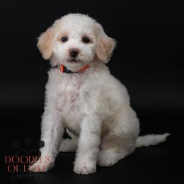 Mister Orange - Caramel red male Labradoodle puppy in Travelers Rest, South Carolina from Doodles of Love Labradoodles