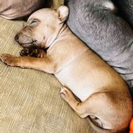 American Hairless Terrier Puppies from Gold Rush Kennels