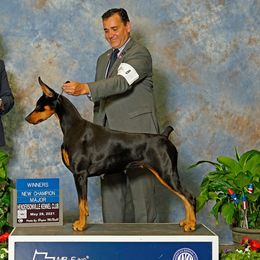 Sheena - Doberman Pinscher