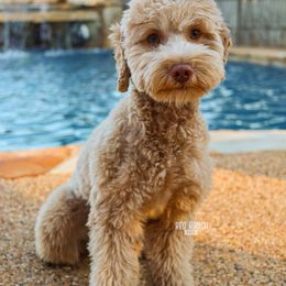 Honey - Goldendoodle