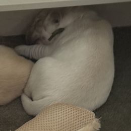 Tippi - Light golden female Golden Retriever puppy in Warrenton, Virginia from Four Lochs LLC