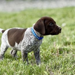Boy 3 - Liver and white male German Shorthaired Pointer puppy in Laurel, Montana from Upland Points Gun Dogs