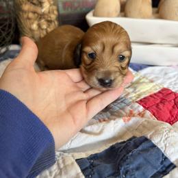 Cherry Pie - Sable female Dachshund puppy in Cabool, Missouri from White Cottage Dachshunds