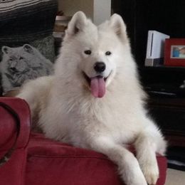 Samoyed All Grown Up from Cirque D' Samz