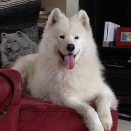 Samoyed All Grown Up from Cirque D' Samz