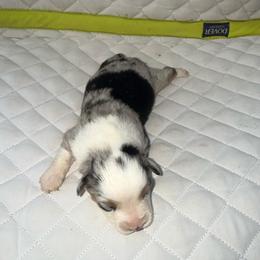 Girl 1 - Blue merle female Miniature Australian Shepherd puppy in Graham, North Carolina from Thompson Farm Mini Aussies