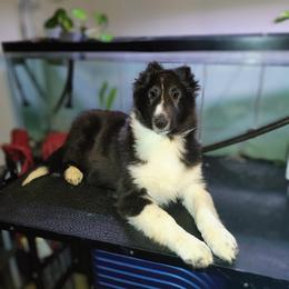 Ben - Black and white male Shetland Sheepdog puppy in Albany, New York from K&A Little Wonder's
