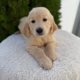 Turquoise Collar Girl - Golden female Golden Retriever puppy in Salt Lake City, Utah from Deseret Peak Goldens