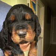 Boy 3 blue - Gordon Setter puppy in Portage, Mi, Michigan from The Duke of Gordon
