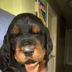 Boy 3 blue - Gordon Setter puppy in Portage, Mi, Michigan from The Duke of Gordon