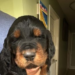 Boy 3 blue - Gordon Setter puppy in Portage, Mi, Michigan from The Duke of Gordon