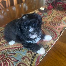 Haviland - Black female Havanese puppy in Hamptonville, North Carolina from Alabama Havanese Kennel Tidewater Kennel