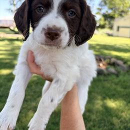 Brittany Puppies from Double K Brittanys