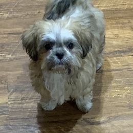 Trimble - Shih Tzu