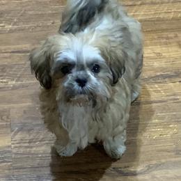 Trimble - Shih Tzu