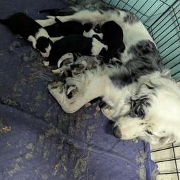 Australian Shepherd and Great Dane Puppies from AEW Farm