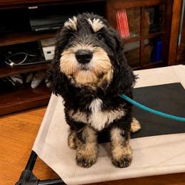 Lilo (Pink)- Started Puppy Ready 9-3 - female Golden Mountain Doodle puppy in Boiling Springs, South Carolina from OlliePups, LLC