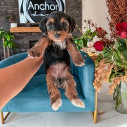 P U R P L E - teddy bear - Tri-color female Yorkipoo puppy in Pleasant View, Utah from Anchor Dogs