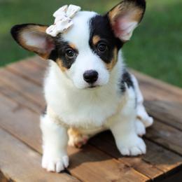 Belladonna (Bella) - Black and tan female Pembroke Welsh Corgi puppy in Benton, Arkansas from High Cotton Corgis
