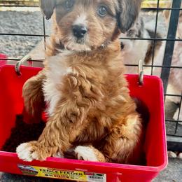 Girl 1 - Red tri-color female Aussiedoodle puppy in Hillsboro, Illinois from Perfect Paws Puppies