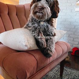 Australian Labradoodle All Grown Up from Lilah Australian Labradoodles