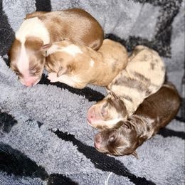 Aussiedoodle puppies from Remington Kennels, LLC