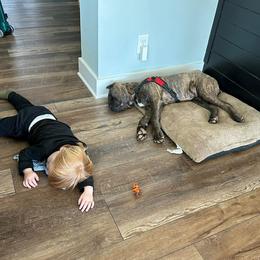 Cane Corso Puppies from Brandy’s Corso’s