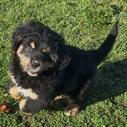 Female Light Pink - female Golden Mountain Dog puppy in Tacoma, Washington from Canyon Meadows Farm