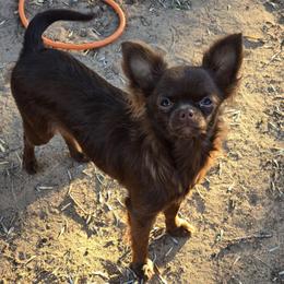 Lady - Chocolate and white female Chihuahua puppy in El Paso, Texas from JVJ Chihuahua