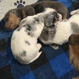 Comet AKC - Dapple male Dachshund puppy in Erie, Michigan from Champagne’s Grinch Toe’d Dachshunds