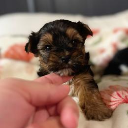 Boy 1 - Black and tan male Yorkshire Terrier puppy in Bolton, Connecticut from Elle Yorkies