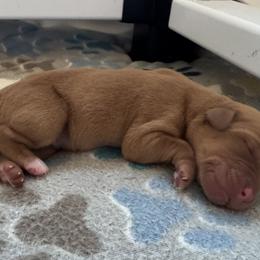 Female 4 - Yellow female Labrador Retriever puppy in Portland, Tennessee from Whiskey Ridge Retrievers