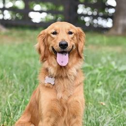 Daisy - Golden Retriever