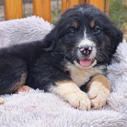 Assorted Doodle Crosses, Bernedoodle, Goldendoodle, and Poodle Puppies from Williams Lake Doodles