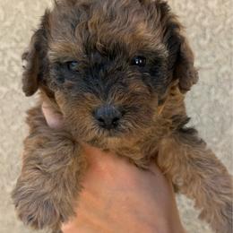 Ember - Sable female Bernedoodle puppy in Fallon, Nevada from Wild Roots Doodles