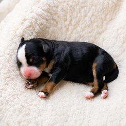 Tilly - Tri-color female Bernedoodle puppy in Narvon, Pennsylvania from CBKB Bernedoodle’s