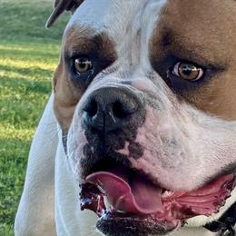 American Bulldogs from Havicans American Bulldogs