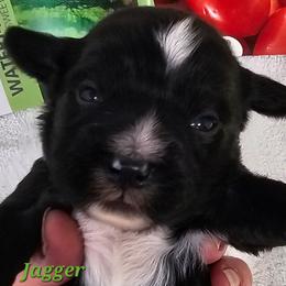 Jagger - Black and white male Tibetan Terrier puppy in Dorena, Oregon from Angel Tibetans Of Oregon